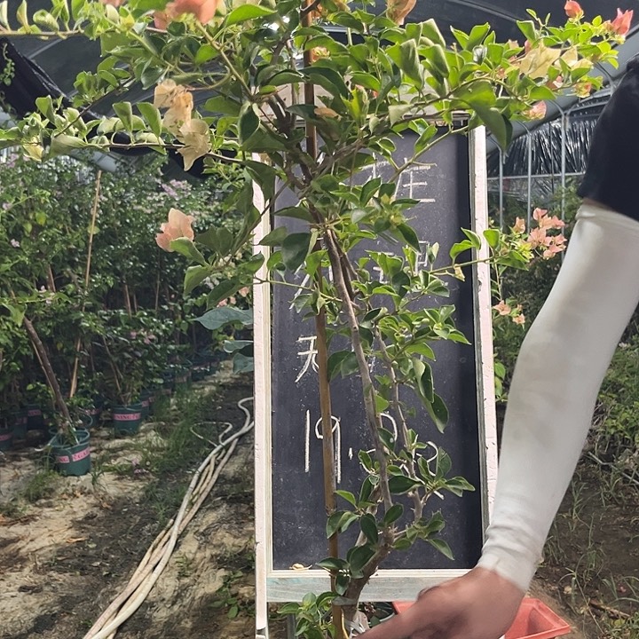无花朵三角梅三角梅205
