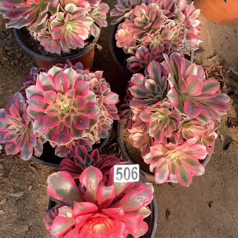 506五颗法师多肉植物