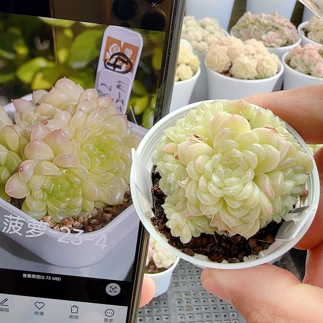 1207-35（菠萝23-4）专拍多肉