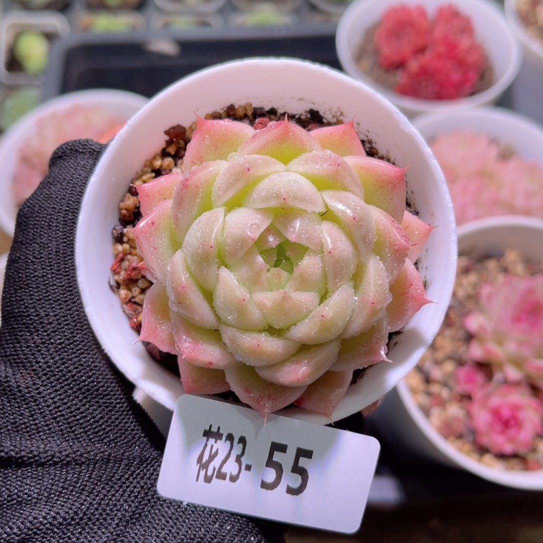 花23-55麦秆单头