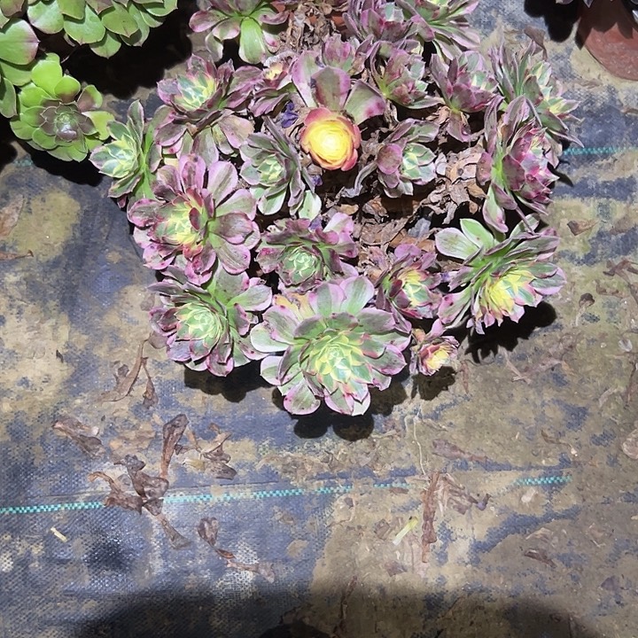 不包侧枝一物一拍24