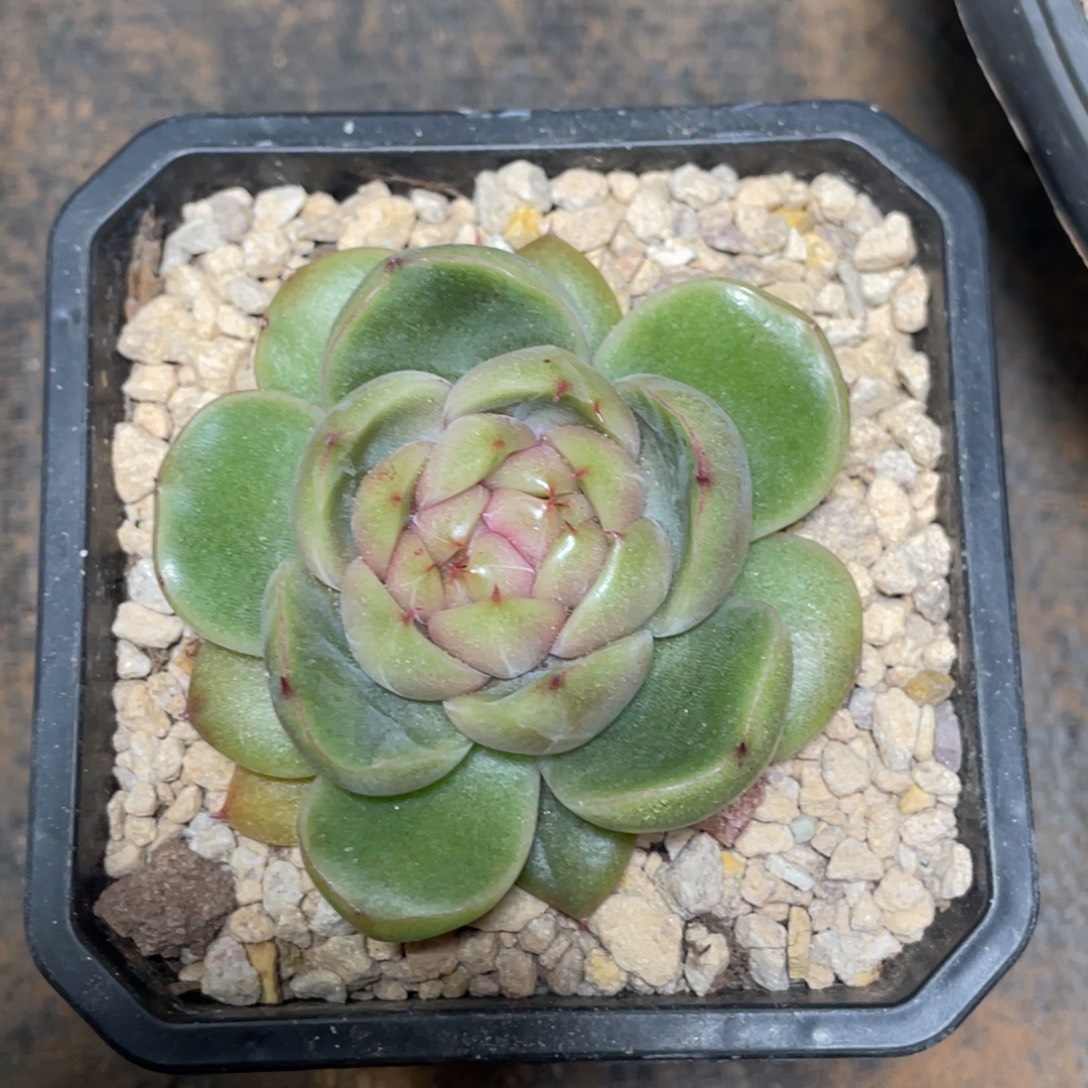 日****蓝水鬼双心宝贝专拍