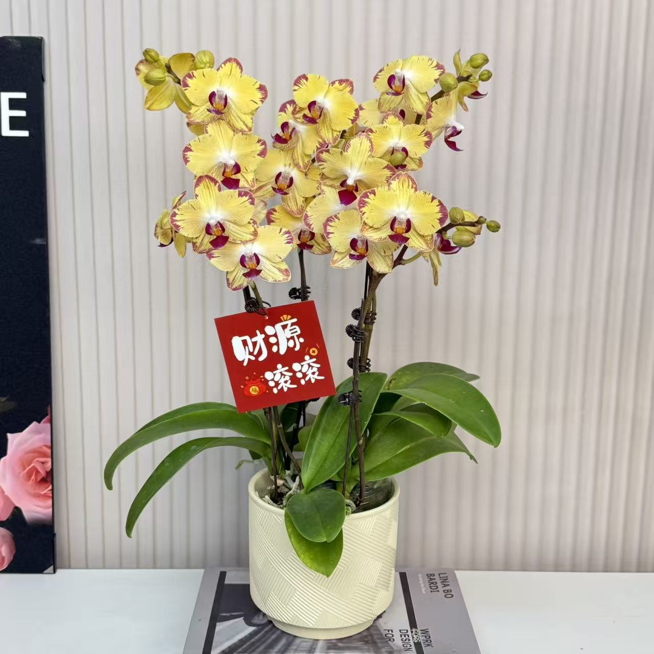 【火凤凰】蝴蝶兰  黄色中小花型 四季花 室内花精品 源头基地直发