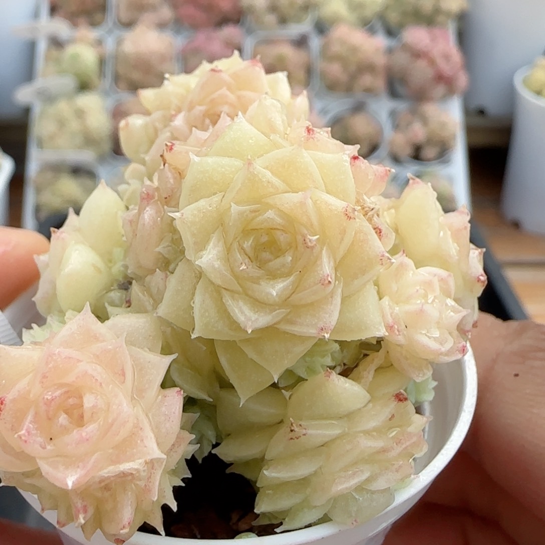 林*笑【闪购商品】0210-23（m1-306-2）