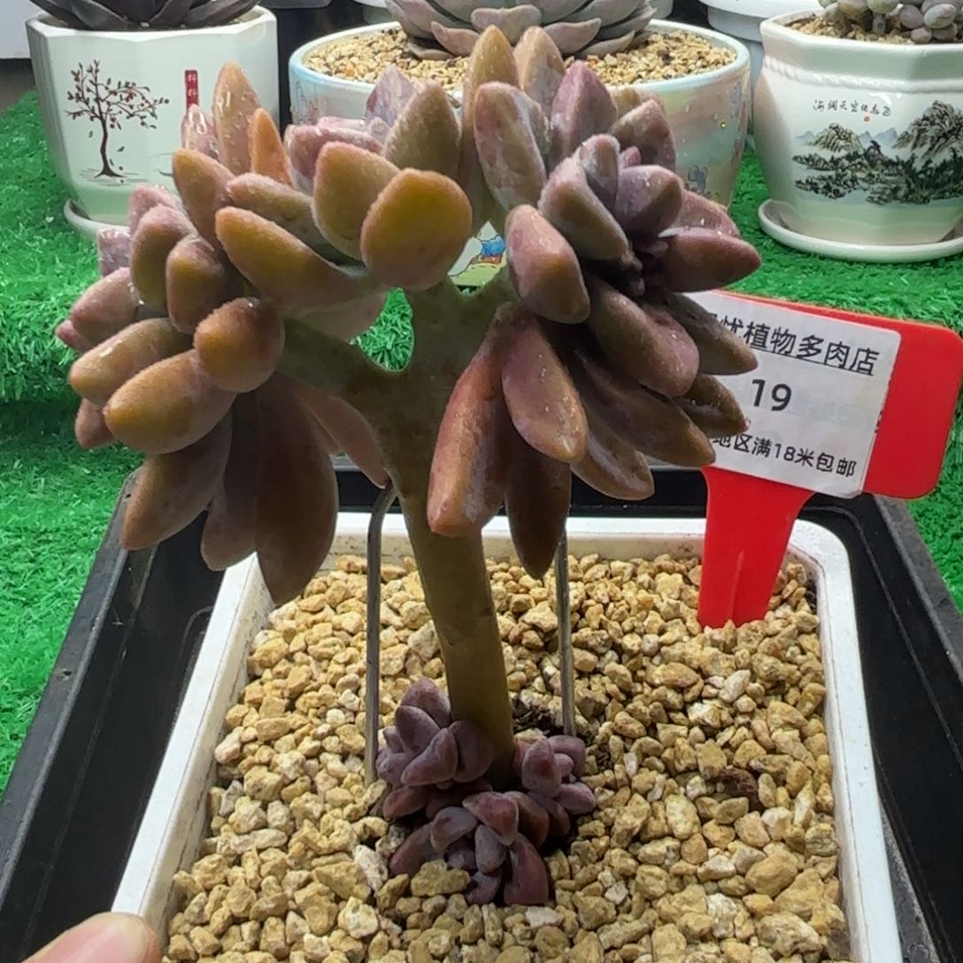 解忧多肉植物编号19