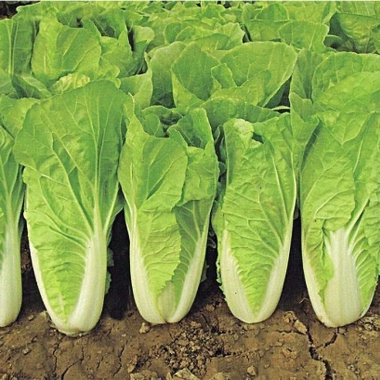四季奶油快菜种子小白菜菜籽耐热速生快菜种孑阳台蔬菜籽种大全