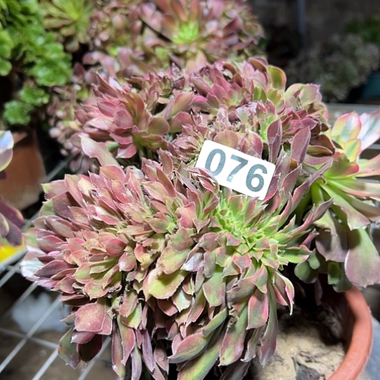 h***m多肉植物一个雅典娜076