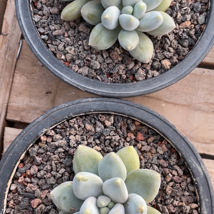 黄体哥特2个包邮，福利