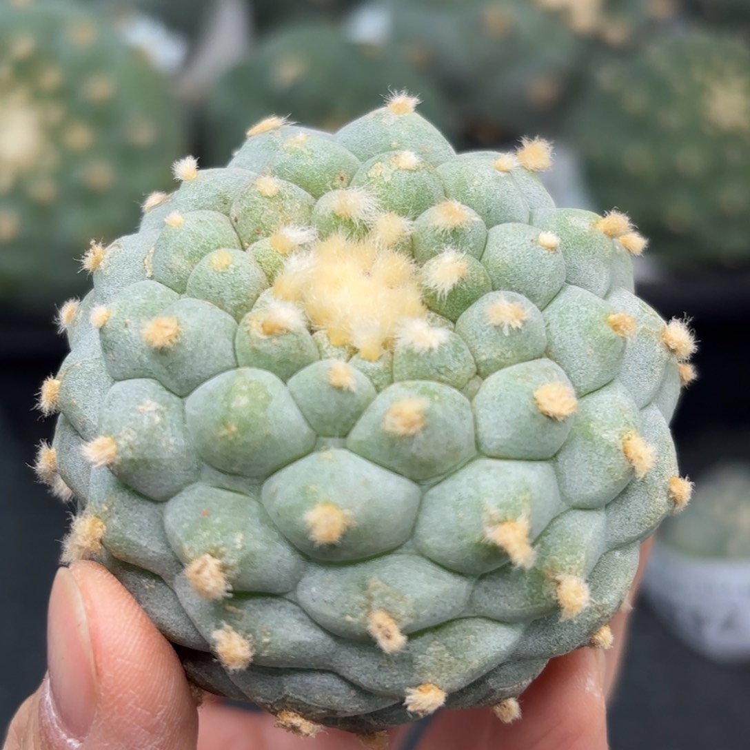 A****?541 无根 仙人球的世界里