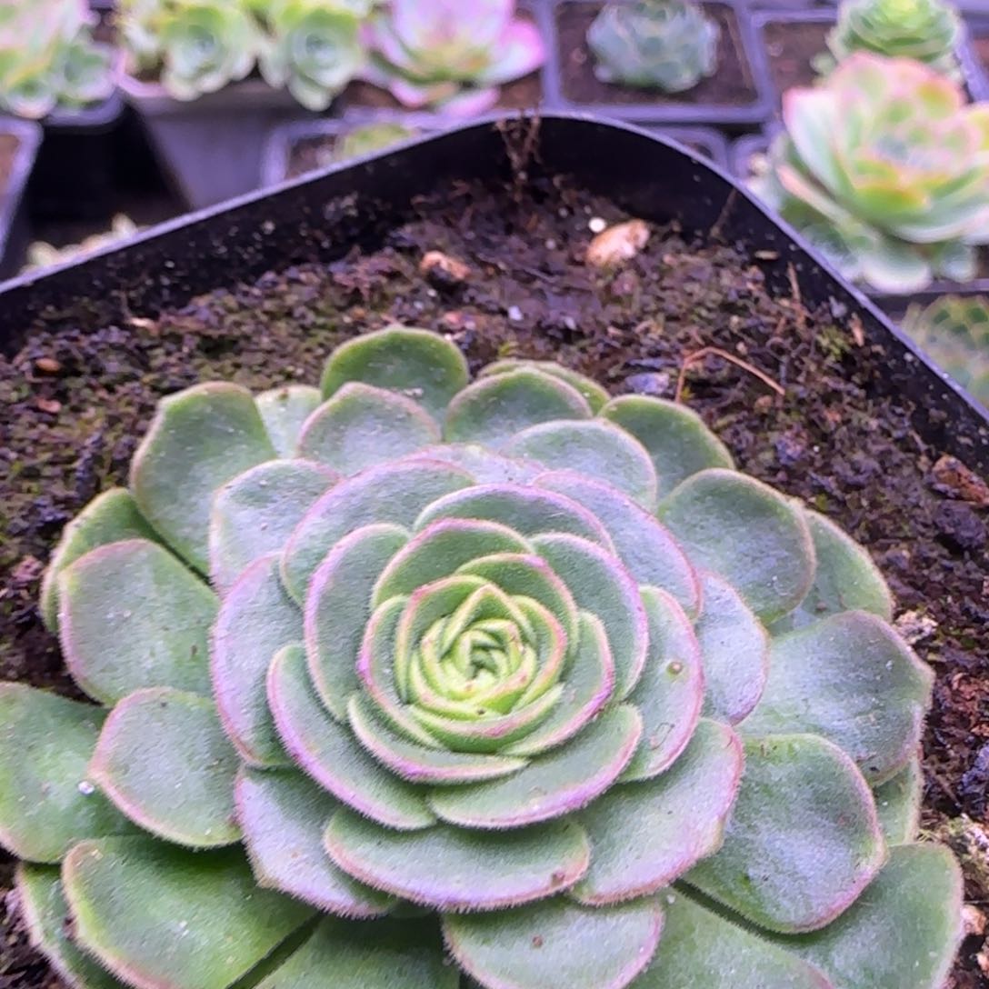  伊人玫瑰5厘米112124242453