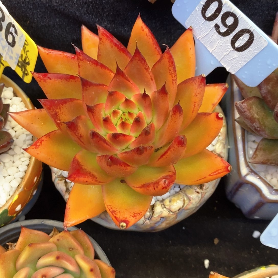 虎*虎妞冬云杂多肉植物盆栽