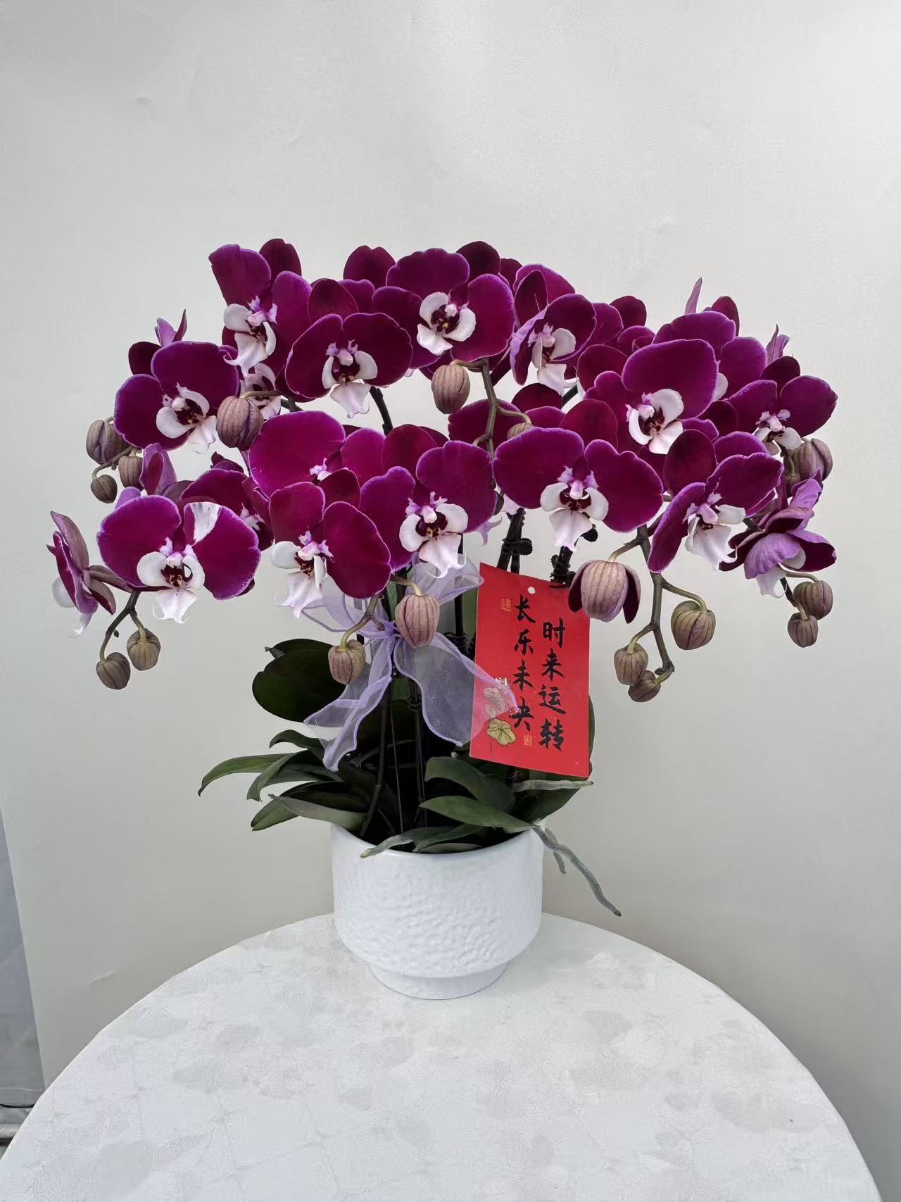 蝴蝶兰【米歇尔5】鲜花盆栽室内观赏花花佛山基地直发好养易活