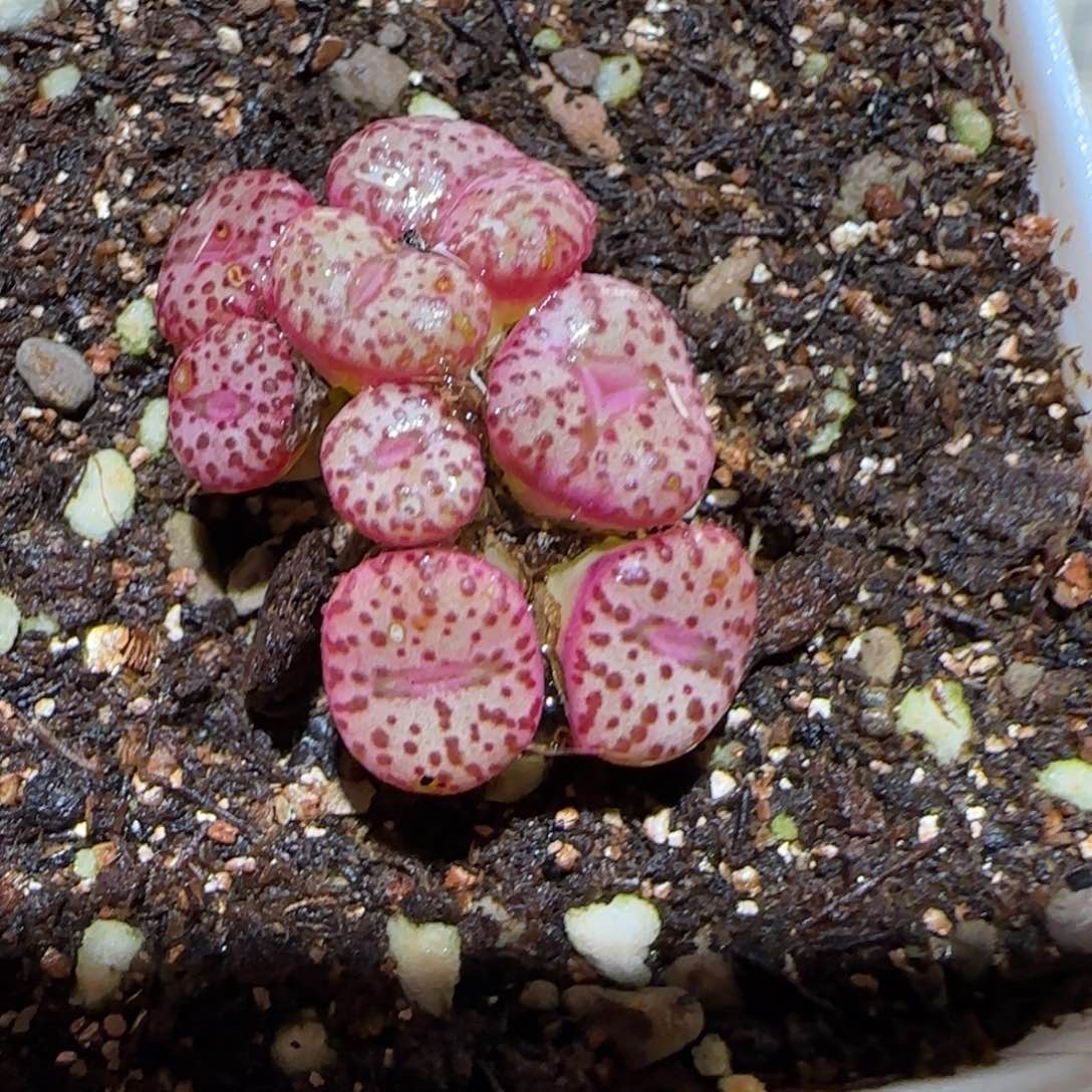 肉锥多肉植物百科-1610有疤