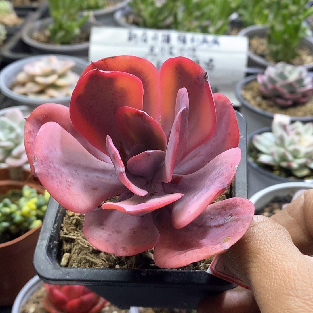 1789天使之翼多肉