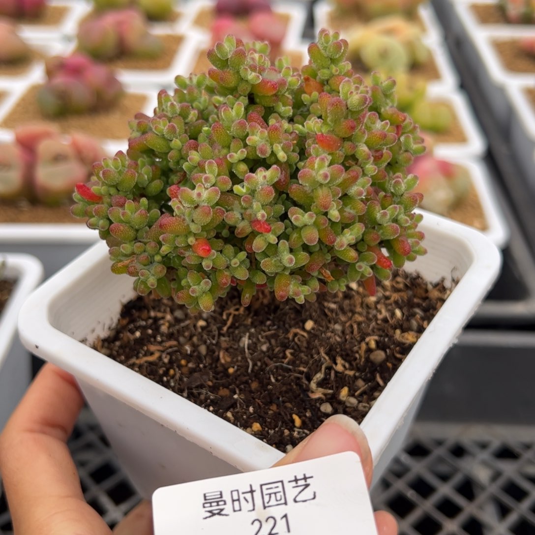 221号金桔糖球2.27多肉