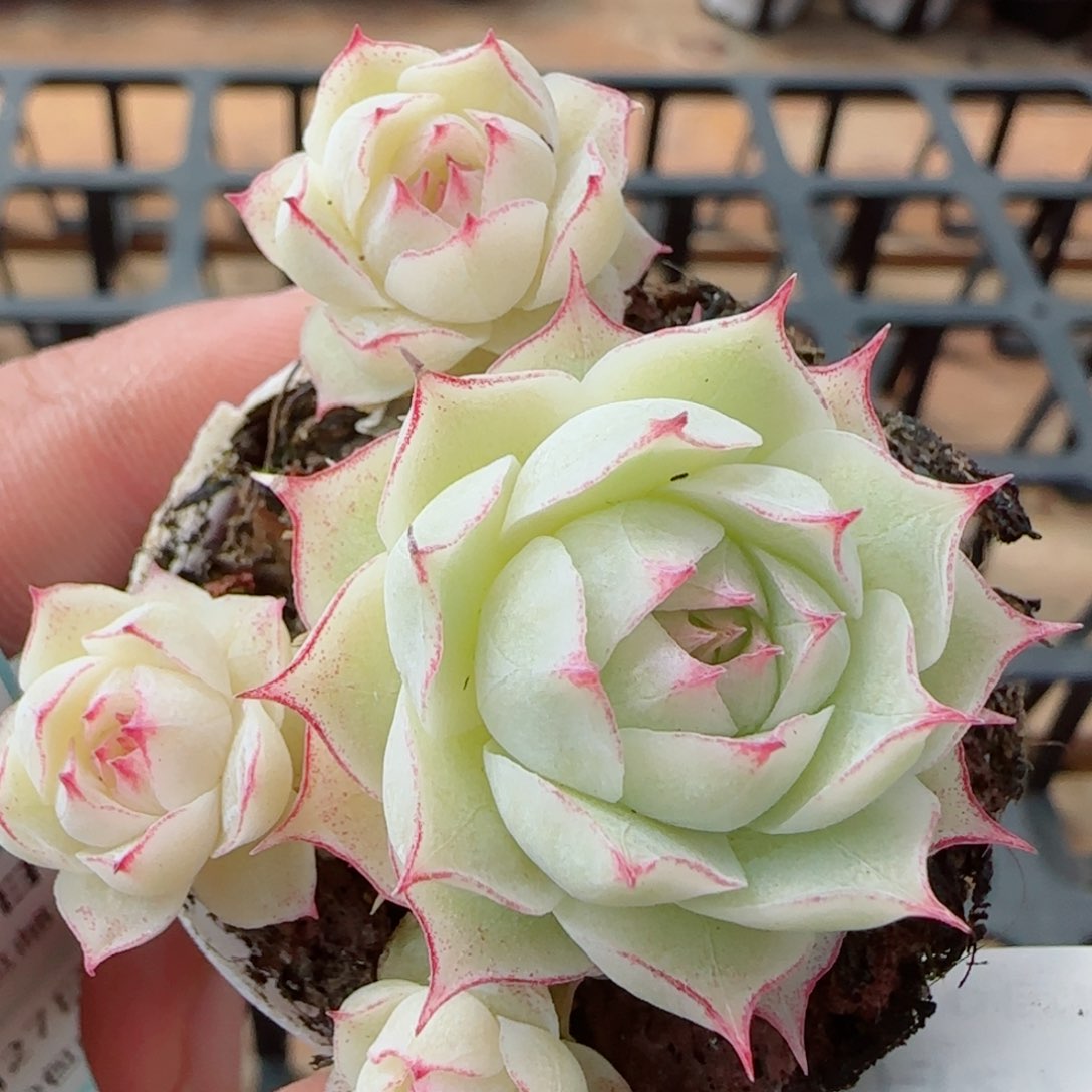 花语逸镜0327-102