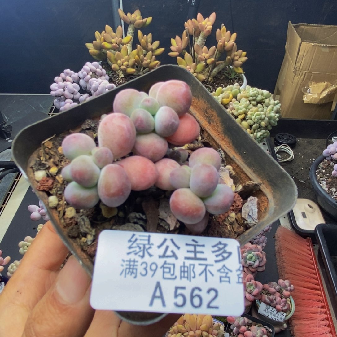 562苹果奶一代多肉5c m