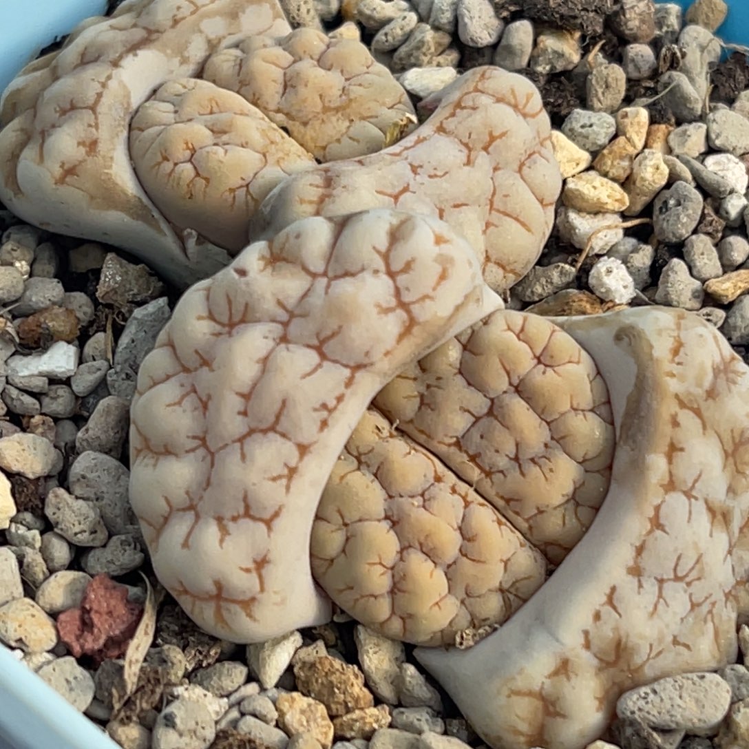 7928双头脑纹189一颗