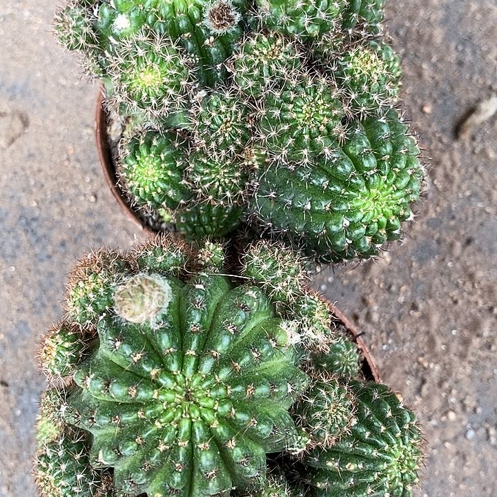 2个红黑心丽花仙人球346789