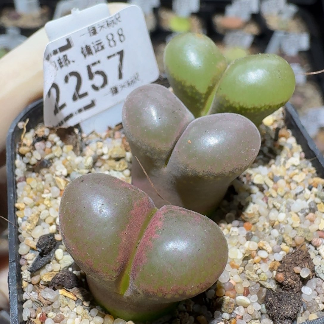 zzzz生石花肉锥2257