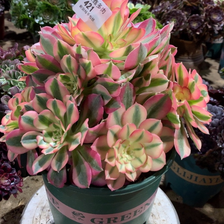 421粉女巫多肉植物