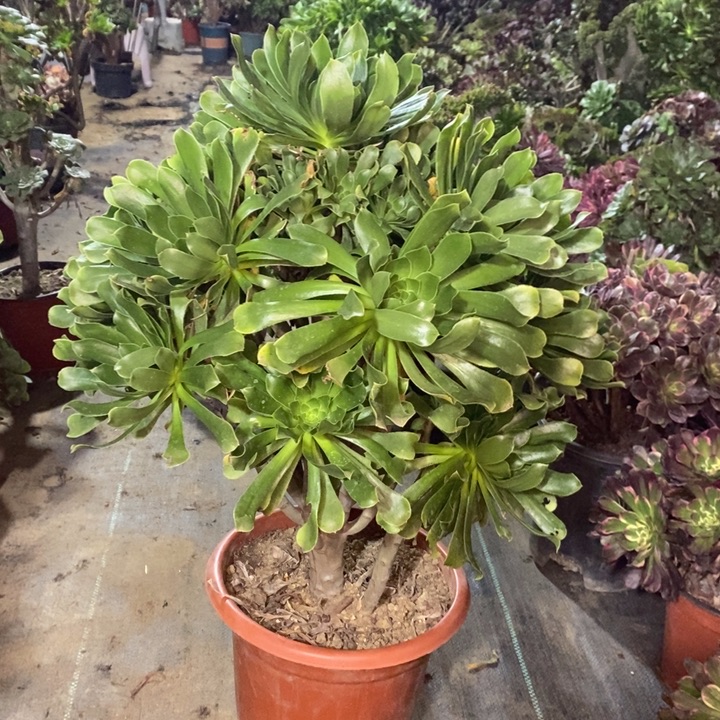 原始绿多肉植物26。 