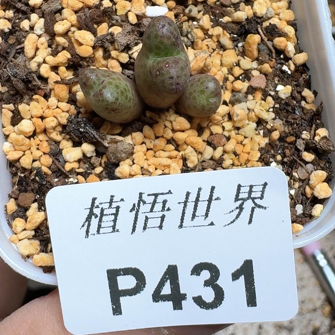 431号多肉植物哇f f