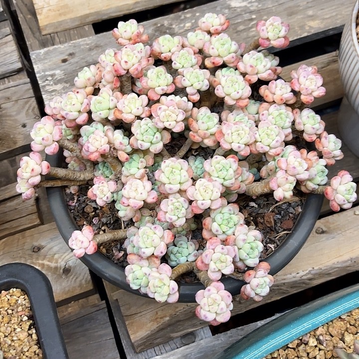 多肉植物，樱花罗骑
