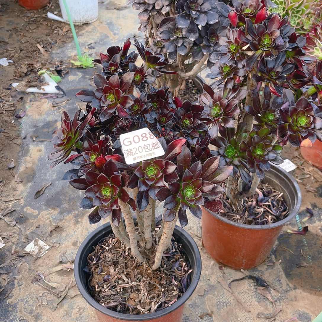 多*乐88黑法师多肉小损不包