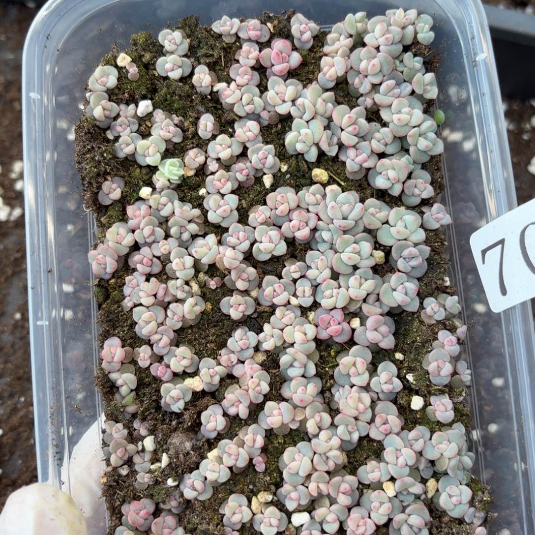 多肉植物多肉植物70