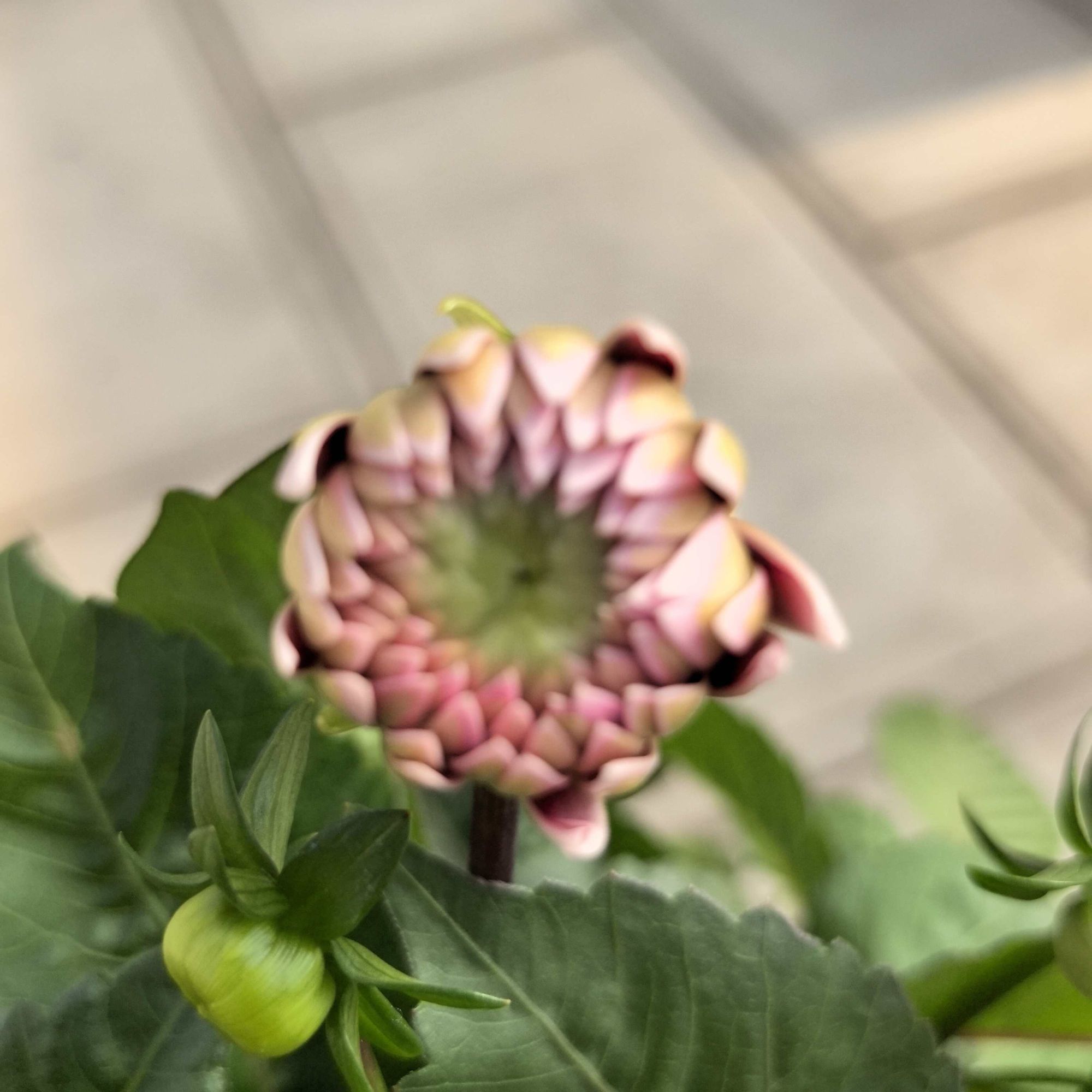 一加仑【大花彩虹】小丽花四季开花