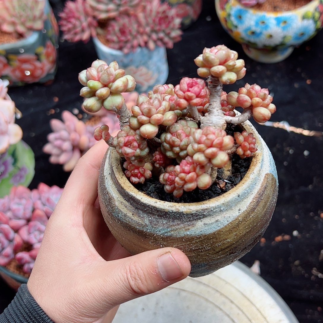 然然精品多肉葡萄的