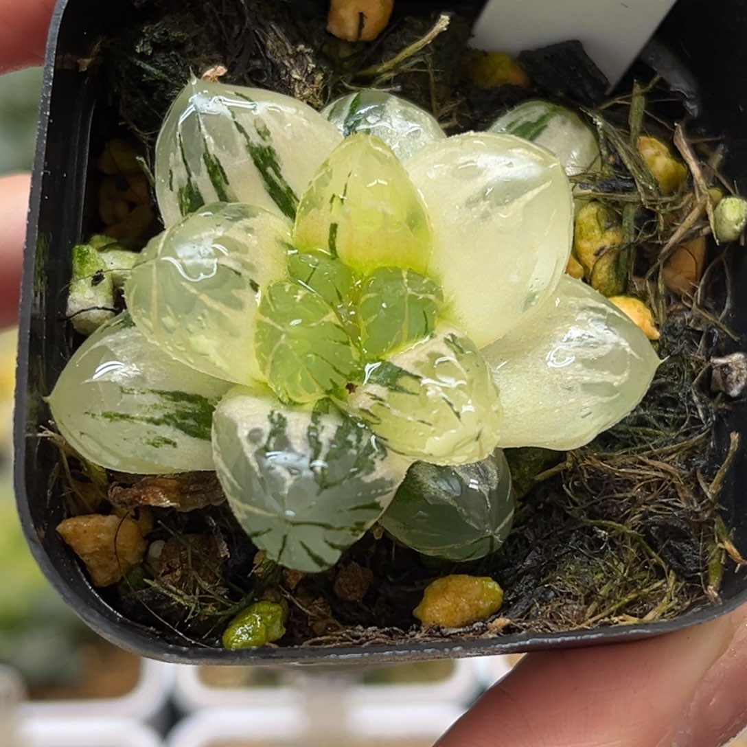 37OM玉露锦福利专场