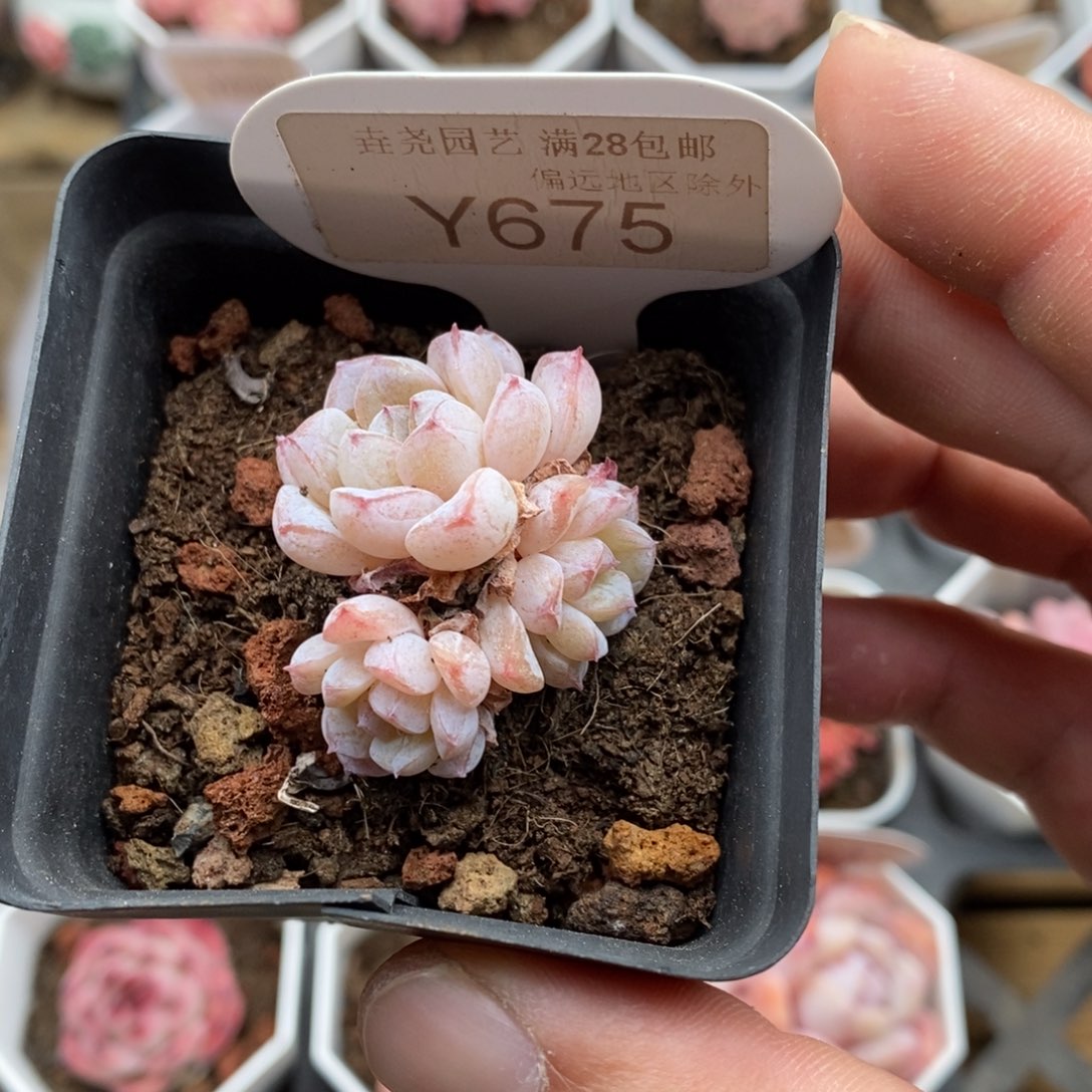 0675 雪颜群 3.5cm