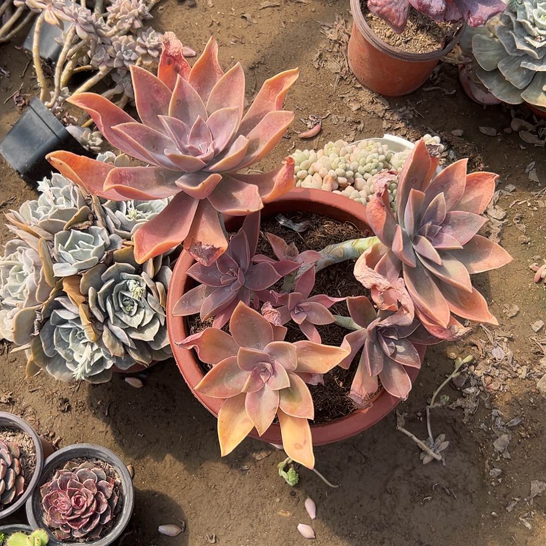 多肉植物多肉植物