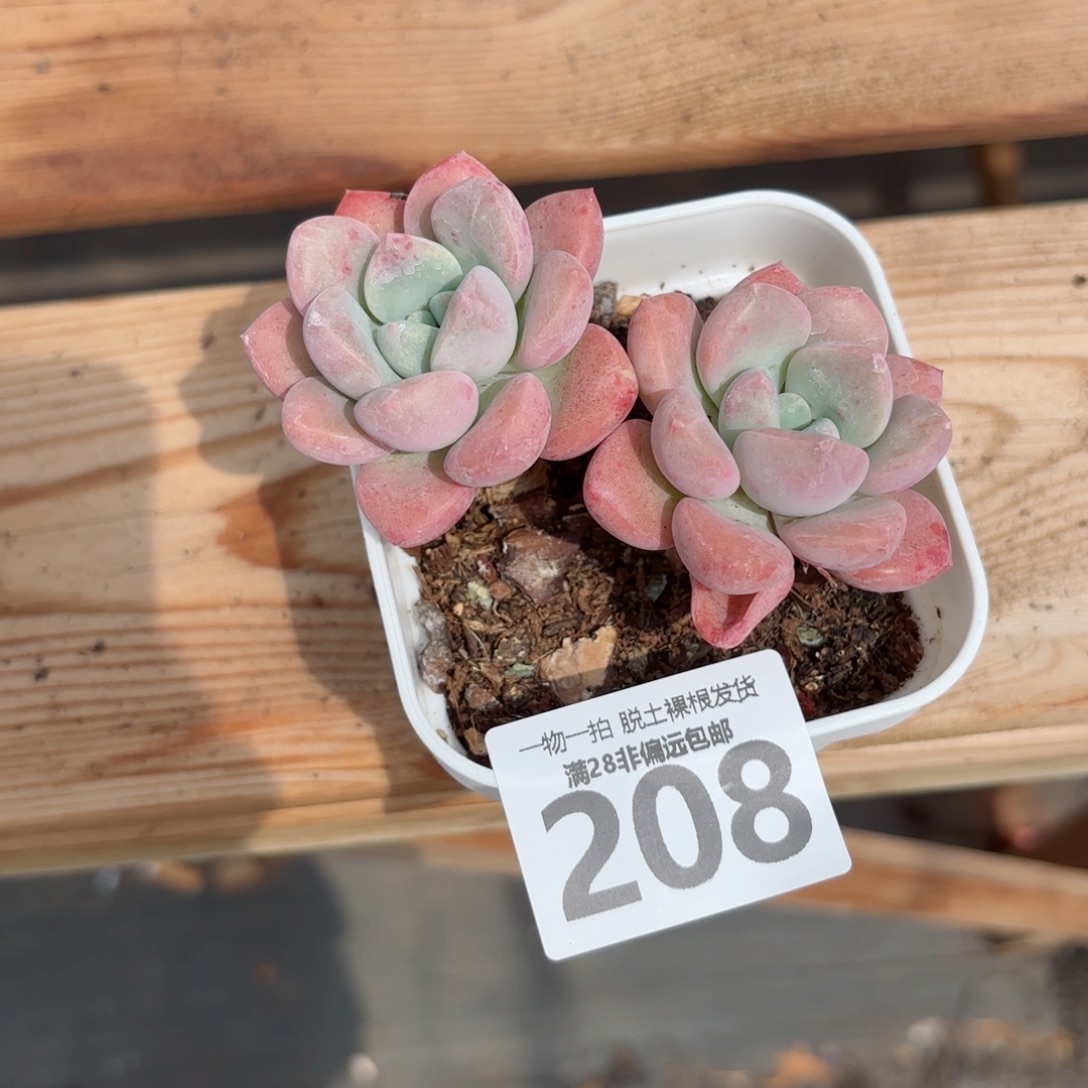 花斑鹿老桩多肉多肉