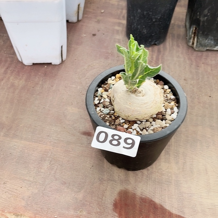 089产地龙卷窟块根