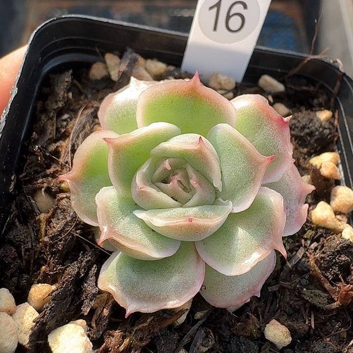 水晶虾饺多肉植物16