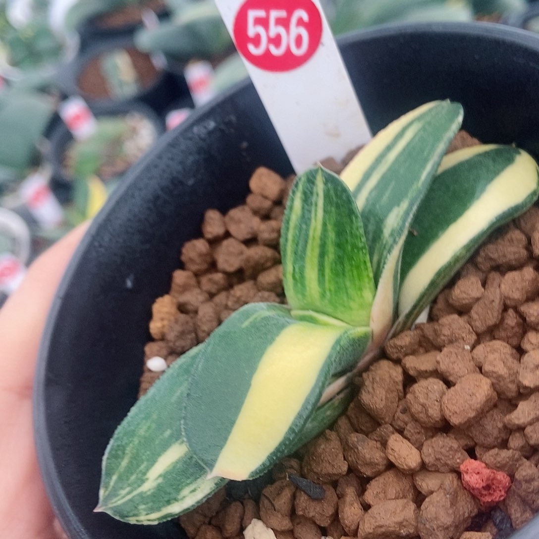 556转锦带盆发货