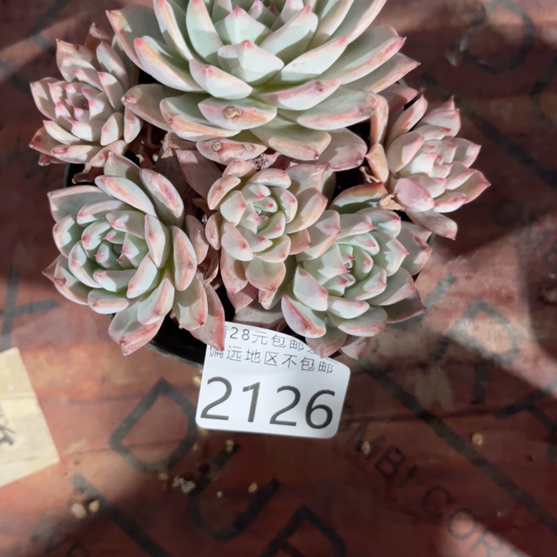 大2126:）sh d h v b