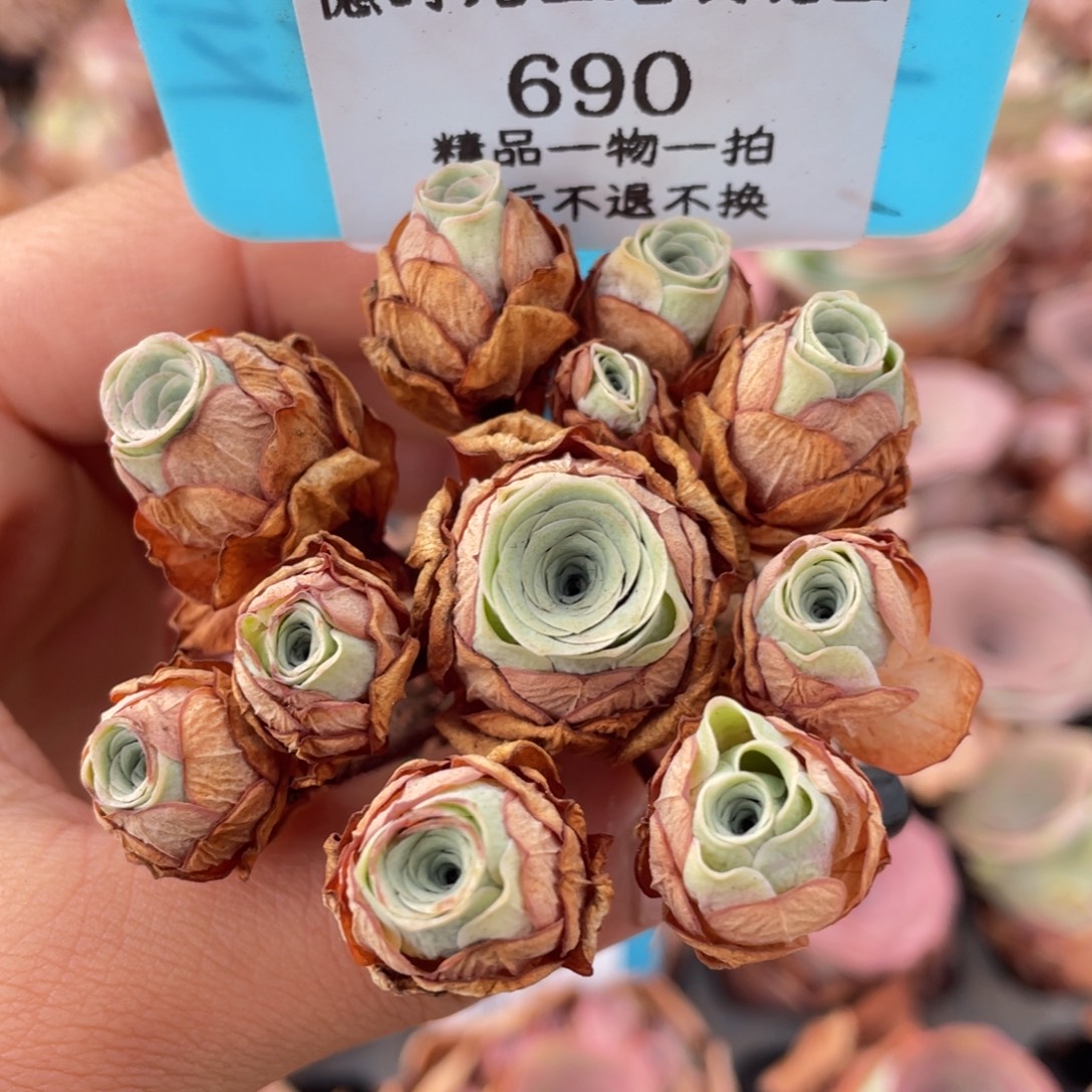 山地玫瑰690断枝不包损不售后