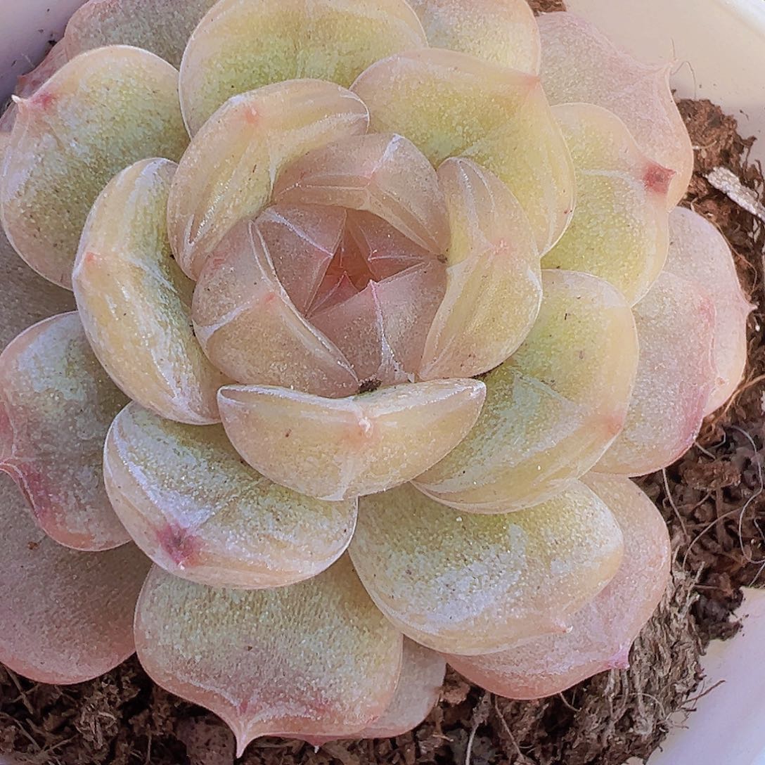 精品彩恋19包邮多肉