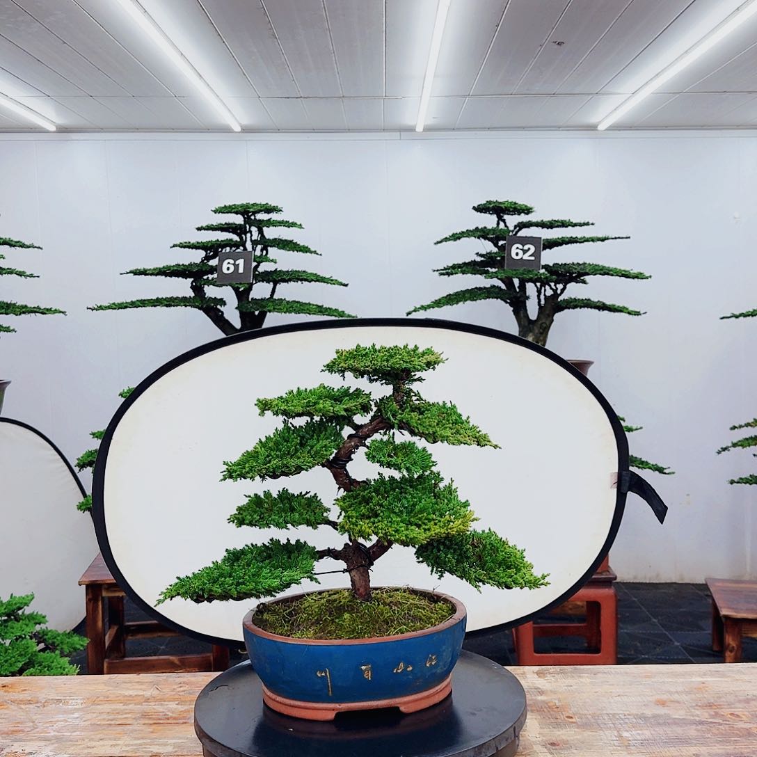 无花朵秋*000000000000000