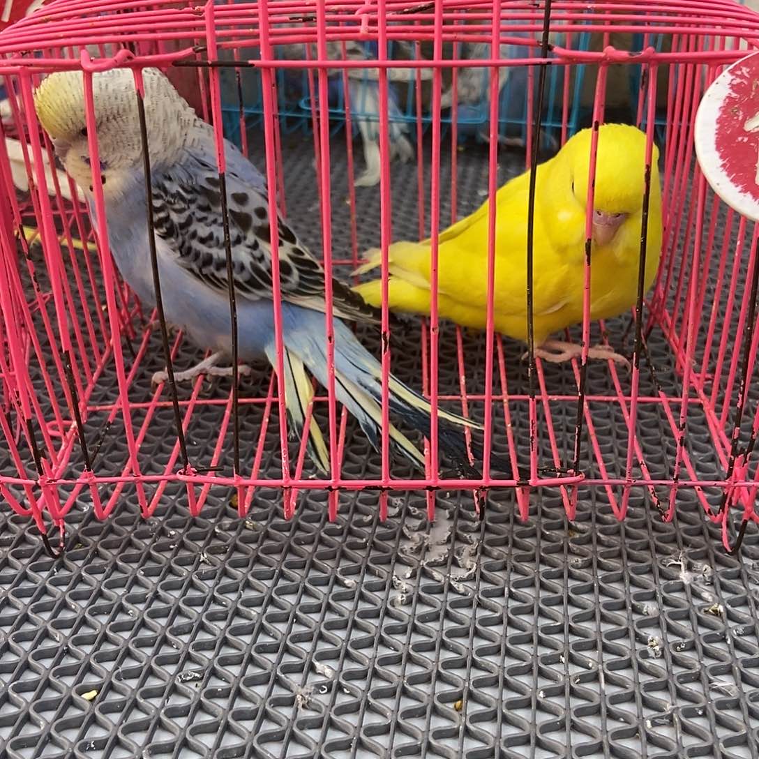 华***子虎皮鹦鹉特价虎皮鹦鹉