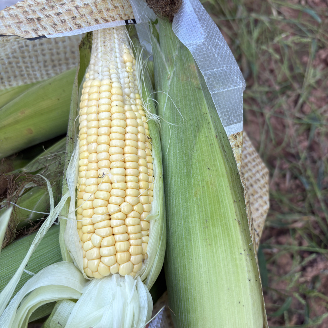 东北粘糯玉米6-9棒（歪瓜裂枣系列，介意勿拍）