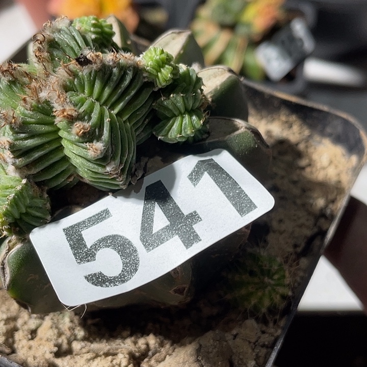 毛球嫁接五星花龙一颗四541号