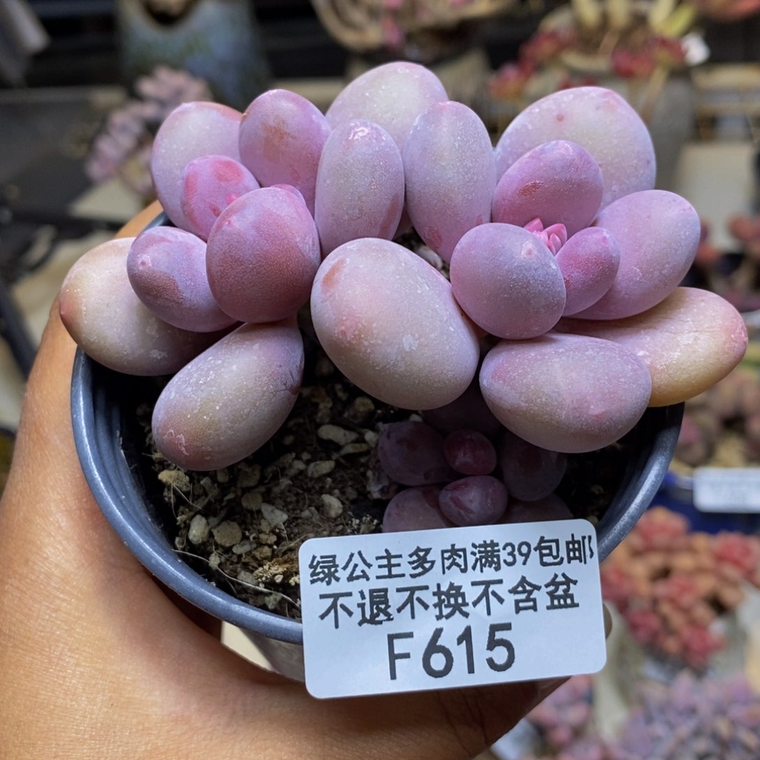 615蛋黄奶多肉7c m