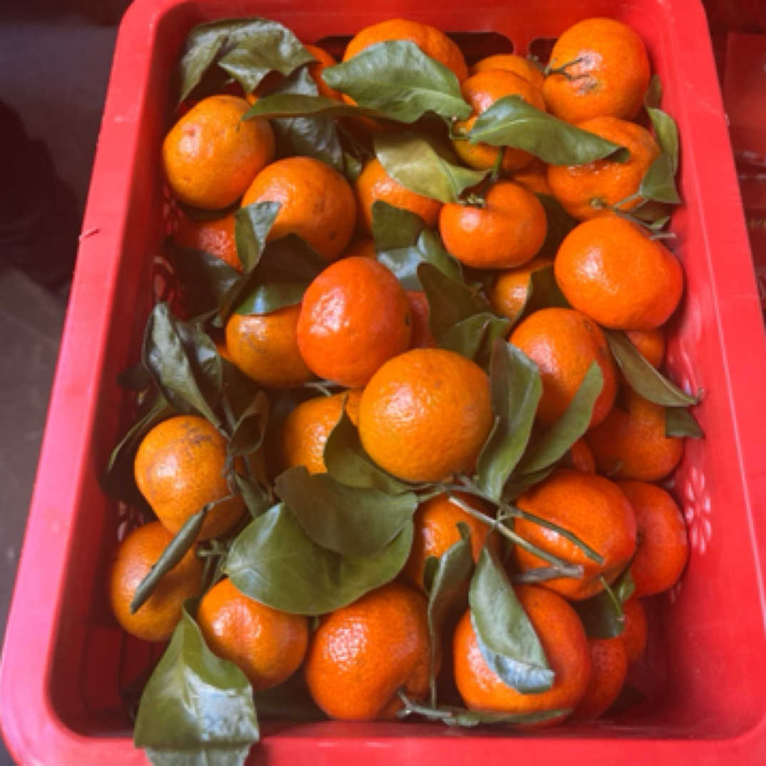 超级福利-广西桂林砂糖橘礼盒，中小果，毛重6斤左右