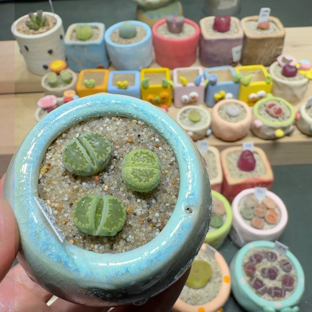 红陶蘑菇266绿饼