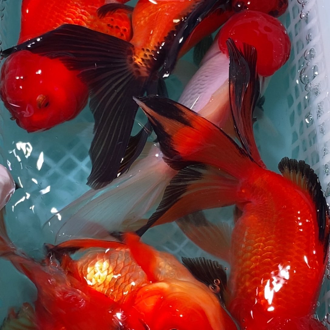 1公母搭配金鱼类樱*